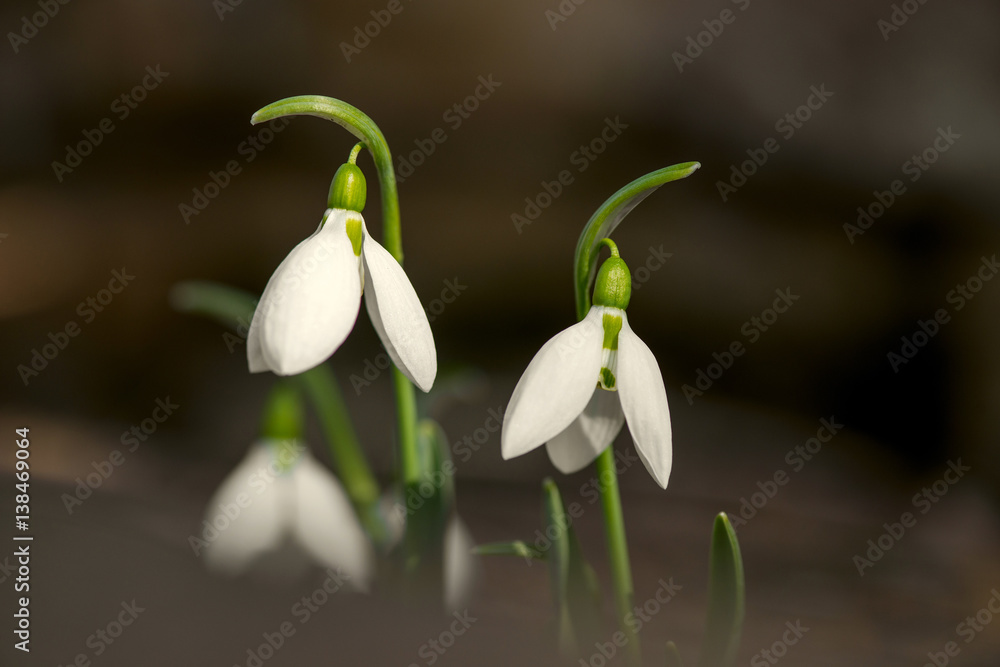 Spring snowdrop flowers blooming in sunny day