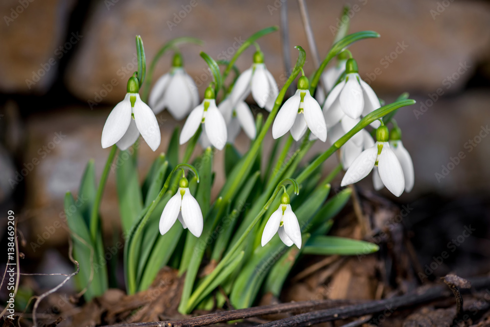 Spring snowdrop flowers blooming in sunny day Spring snowdrop flowers blooming in sunny day