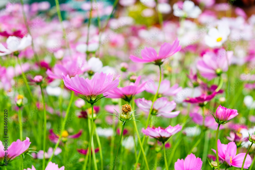 Cosmos flower white pink