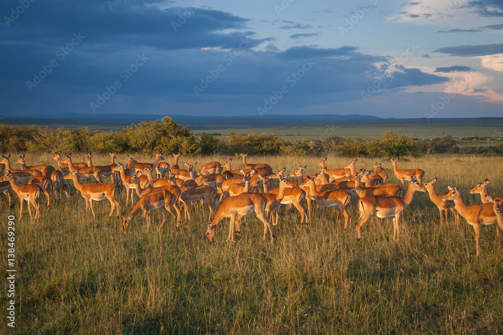 a herd of impalas against the sunset in Maasai Mara, Kenya a herd of impalas against the sunset in Maasai Mara, Kenya