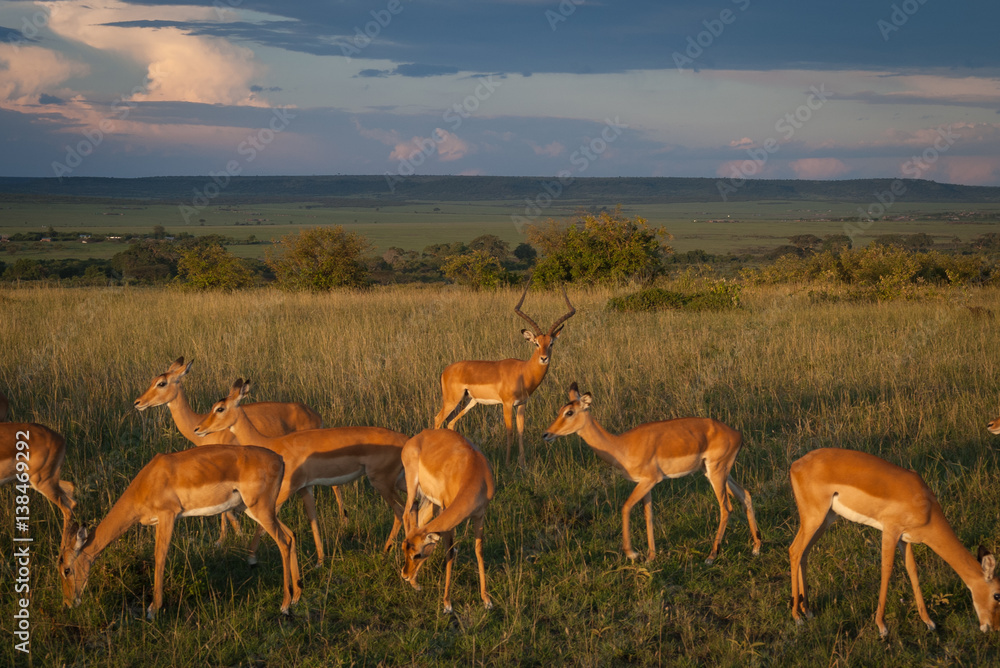 a herd of impalas against the sunset in Maasai Mara, Kenya a herd of impalas against the sunset in Maasai Mara, Kenya