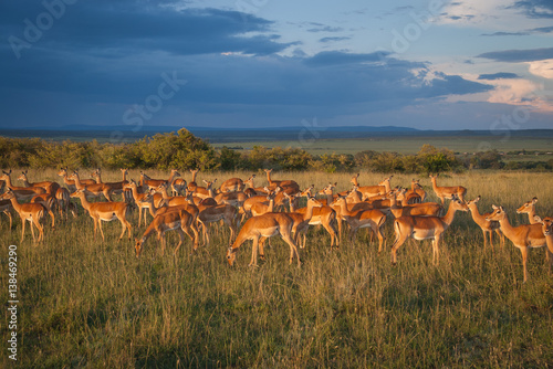 a herd of impalas against the sunset in Maasai Mara  Kenya