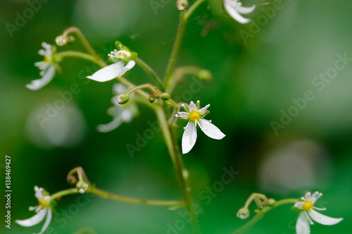 Saxifraga stolonifera photo