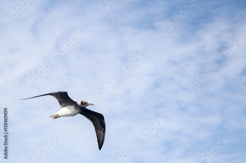 lone seagull flies against the blue sky