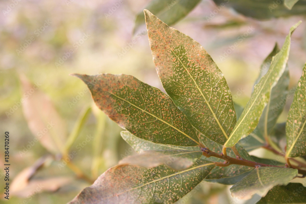 Malattia su cespuglio di Alloro in giardino. Macchie marroni su foglie.  Stock Photo | Adobe Stock