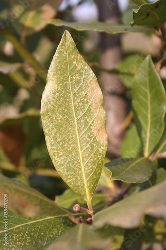 Malattia su cespuglio di Alloro in giardino. Macchie marroni su foglie.  Stock Photo | Adobe Stock