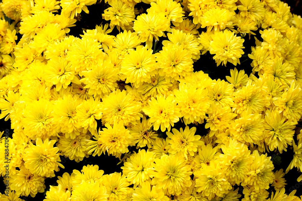 Yellow chrysanthemum as a background, close up Yellow chrysanthemum as a background, close up