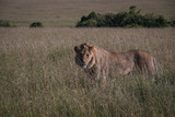 Lions in in Maasai Mara, Kenya