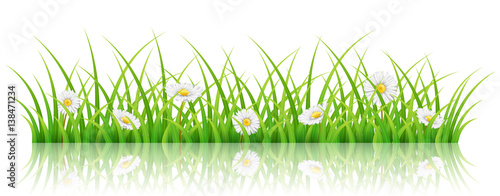 Horizontal spring banner with green grass, white daisy flower, isolated on white. Realistic illustration with reflection for background.