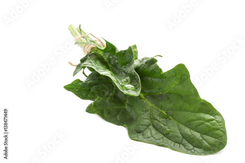 long leaves of fresh spinach