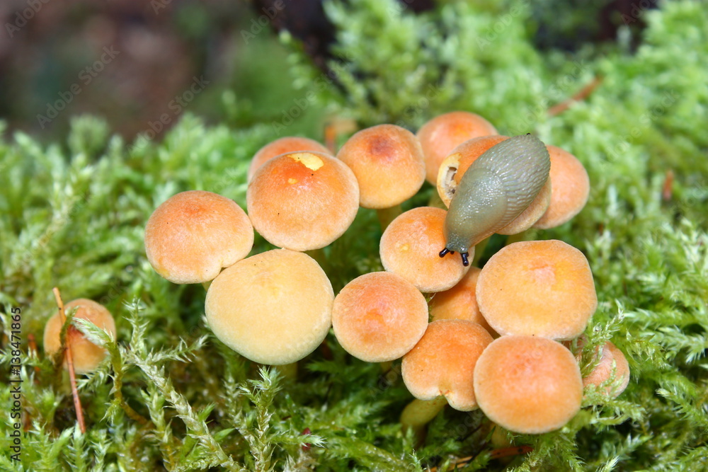 Limace sur des champignons hypholome.