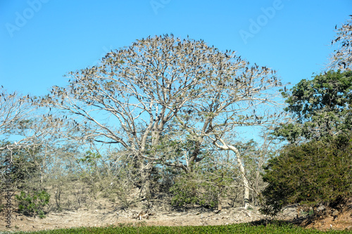 Bird island on the lake of Suchitlan near Suchitoto photo