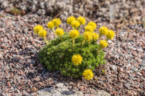 yellow saxifrage blooming in spring photo