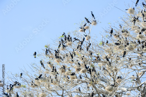 Wallpaper Mural Bird island on the lake of Suchitlan near Suchitoto Torontodigital.ca