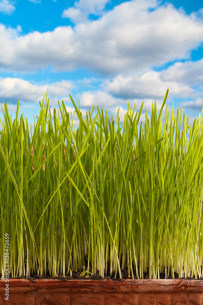 Fototapeta premium Fresh green wheat grass on the flowerpot