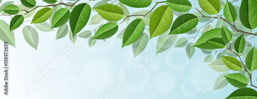 Horizontal tree branch banner with green leaf, and blue sky in background. For horizontal banner or nature related design