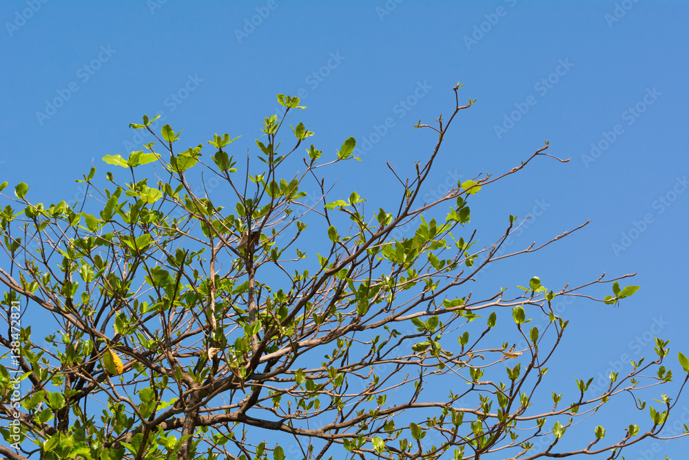 Tree growing in bright day.