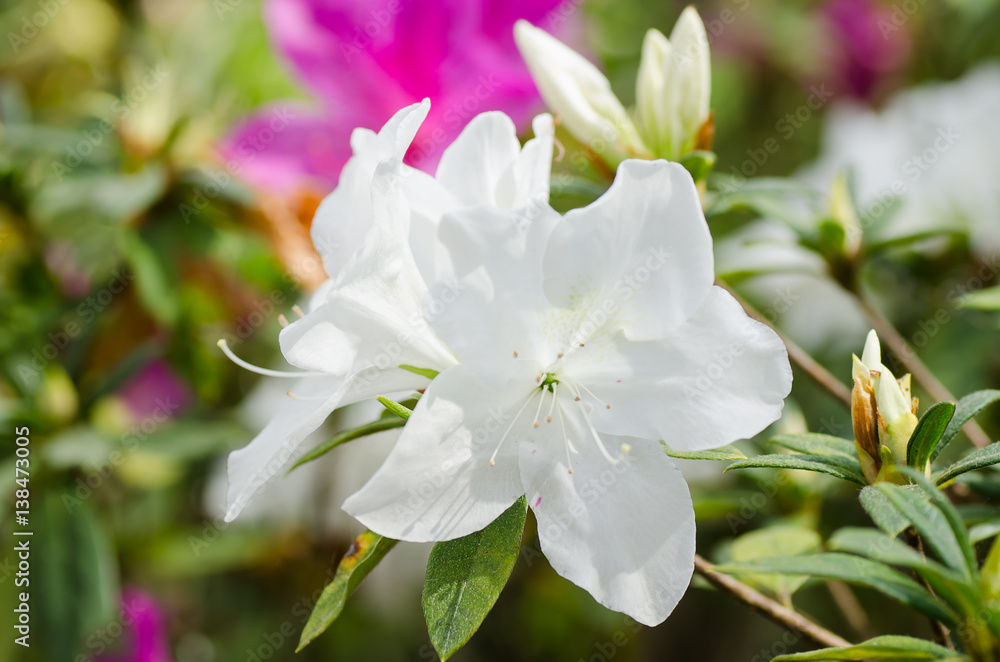 White Azalea flower blossom in spring White Azalea flower blossom in spring