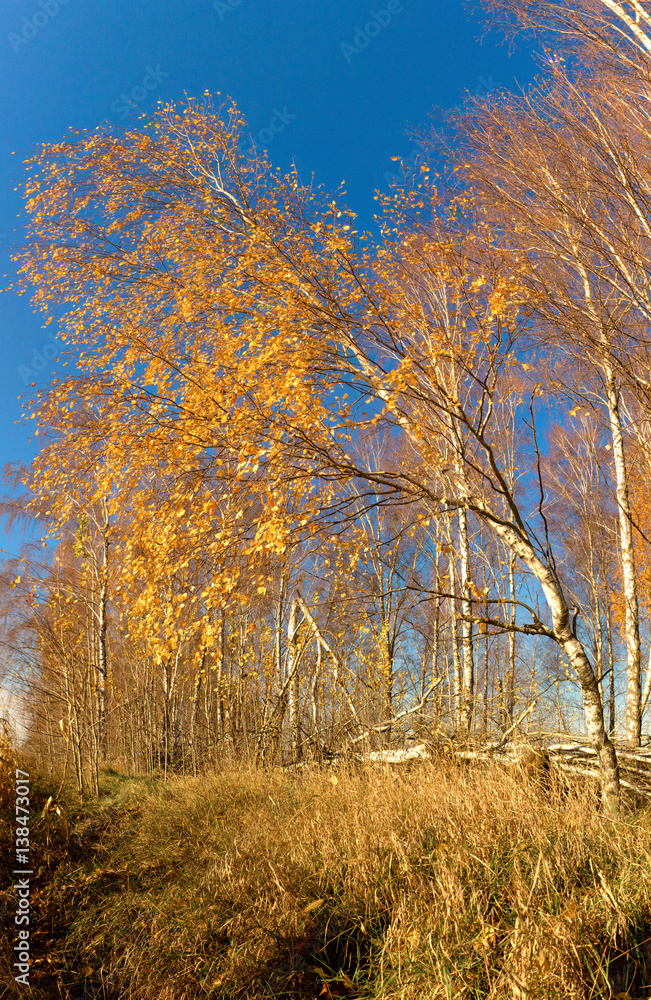 white birch grove on blue sky in early spring