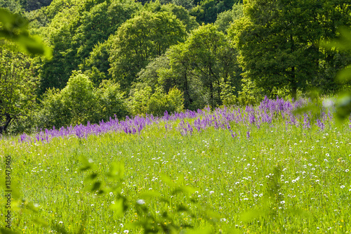 Frühlingswiese mit Lupinen photo