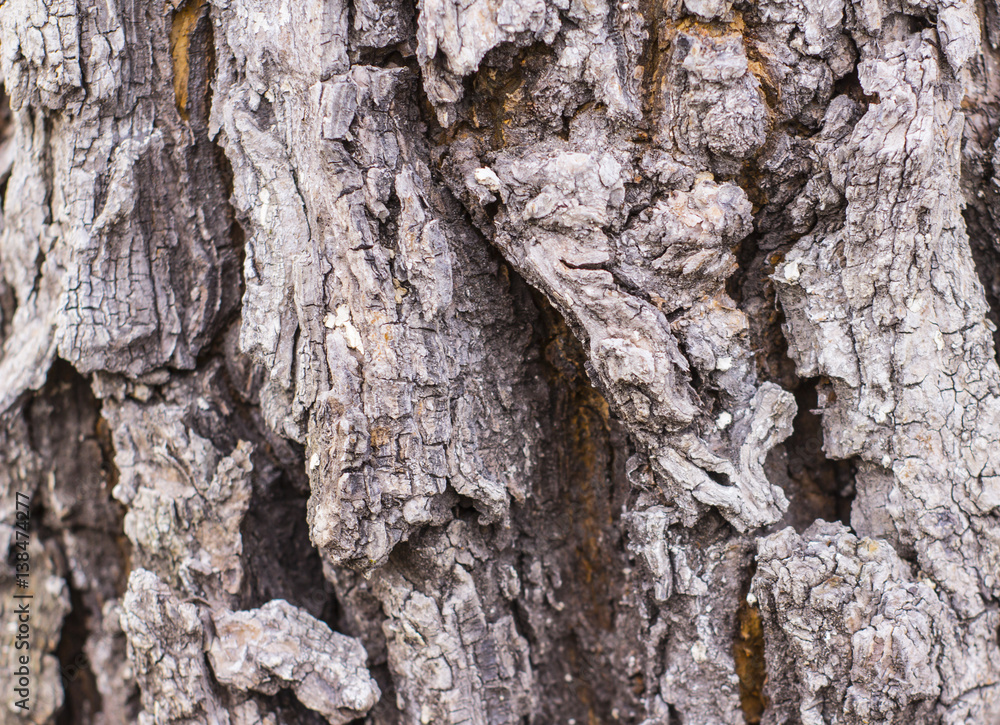 Fototapeta premium texture of tree bark with moss