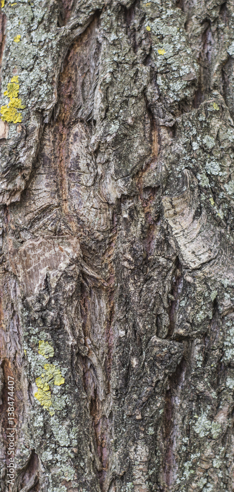 Fototapeta premium texture of tree bark with moss