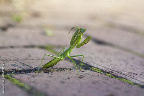 Praying Mantis