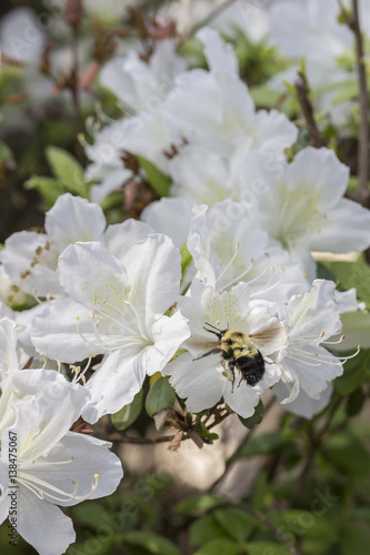 Bumblebee with Blooming White Azalea