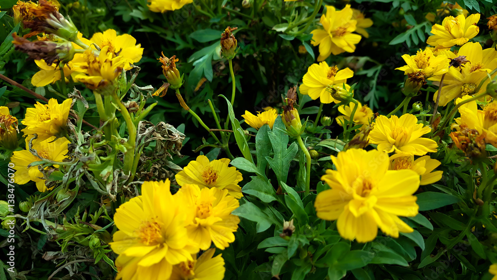 Yellow flower background Yellow flower background