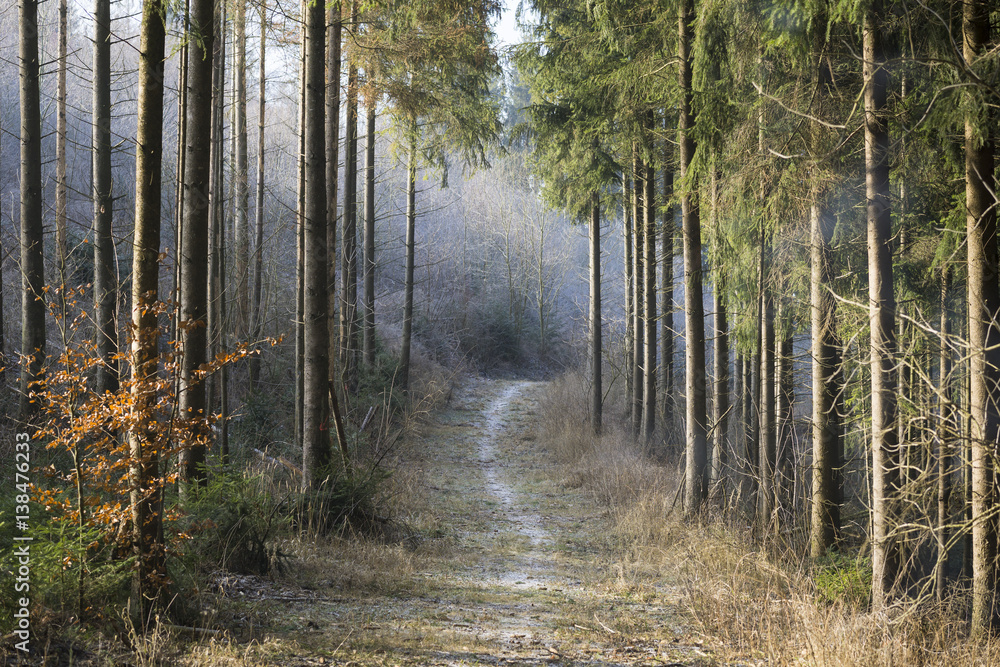 Fototapeta premium Waldweg im Nebel