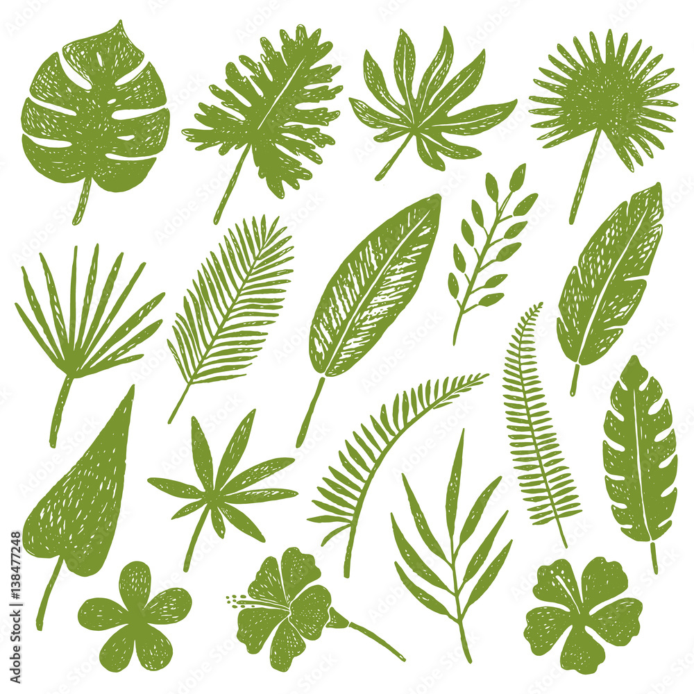hand drawn tropical leaves. hand drawn tropical leaves.