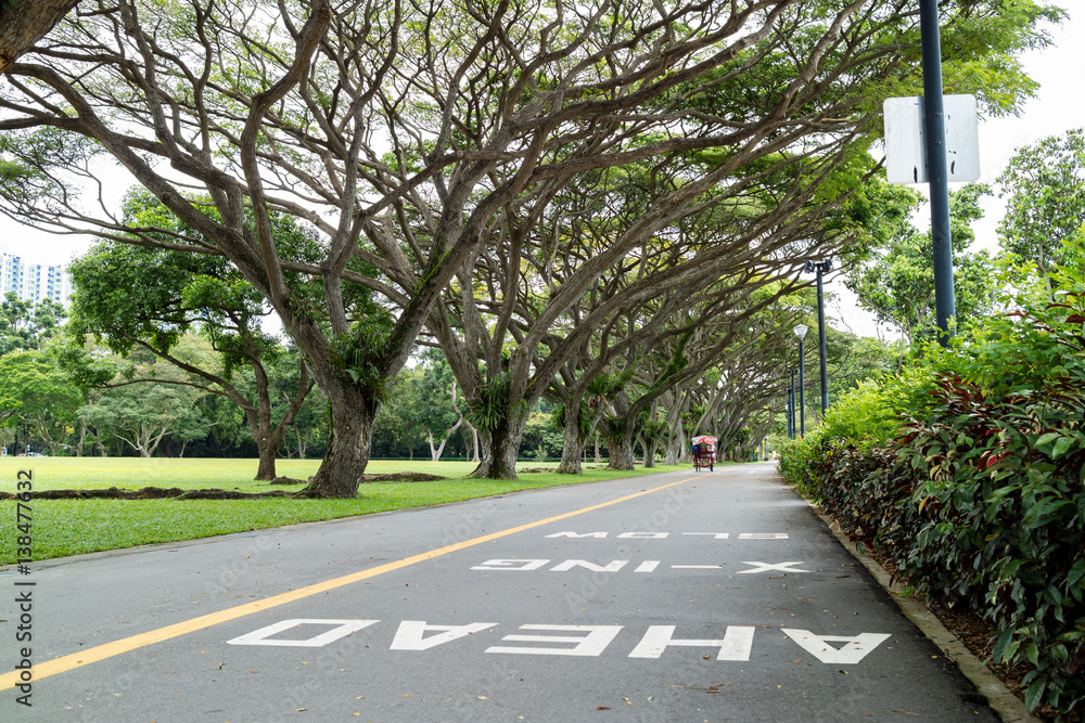 large green tree in the East Coast Park, Singapore large green tree in the East Coast Park, Singapore