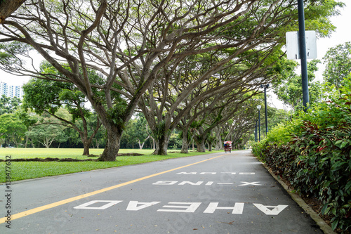 large green tree in the East Coast Park, Singapore