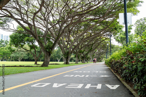Photography large green tree in the East Coast Park, Singapore