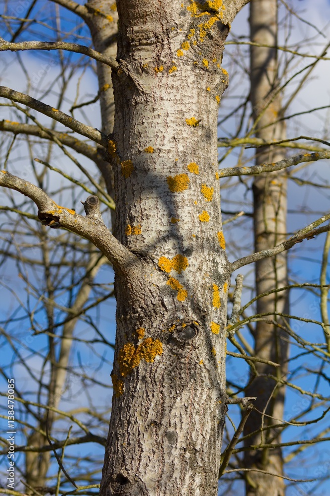 Tree under moss and lichen. Tree under moss and lichen.