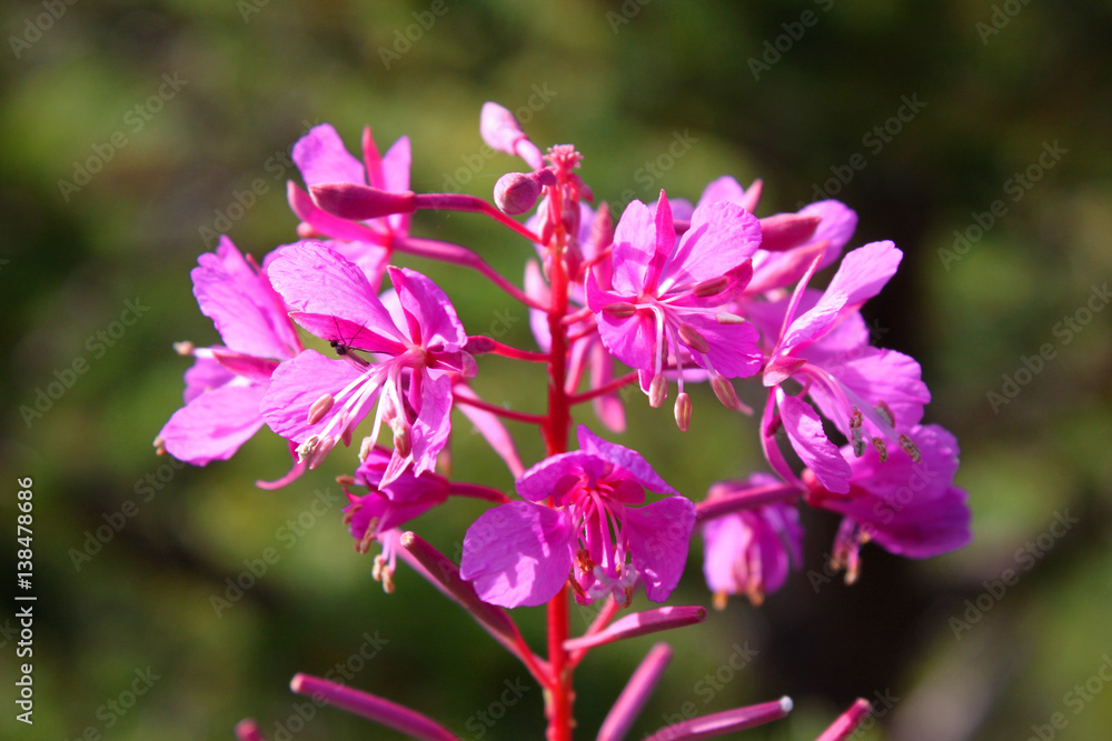 violette blühende Blume in Norwegen: Schmalblättriges Weidenröschen, Nachtkerzengewächs ( Epilobium angustifolium, Onagraceae ) violette blühende Blume in Norwegen: Schmalblättriges Weidenröschen, Nachtkerzengewächs ( Epilobium angustifolium, Onagraceae )