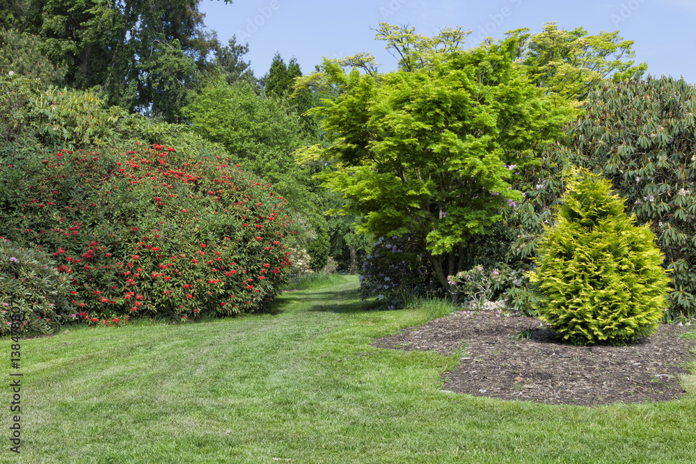 Red flowering rhododendron, leafy and coniferous trees in a old garden with grass walk through, on a sunny spring day .