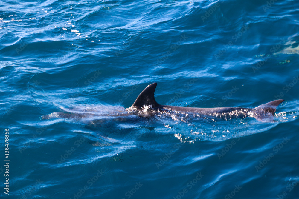 Obraz premium Spielende und springende Delfine vor der Küste von Madeira