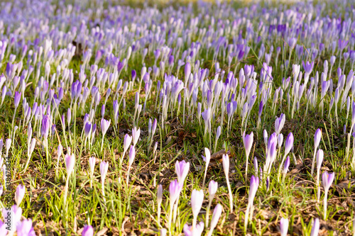 Krokus - Feld im Frühling mit Farbe