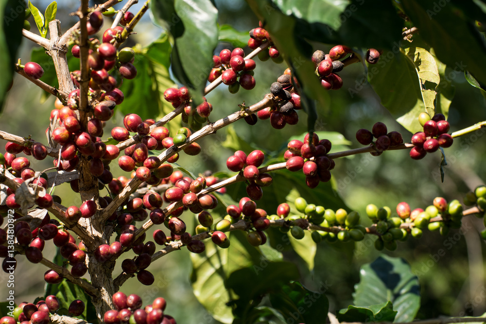 Coffee plant with ripe coffee beans, many bean