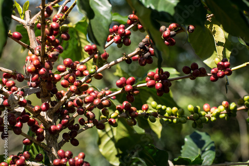 Coffee plant with ripe coffee beans, many bean