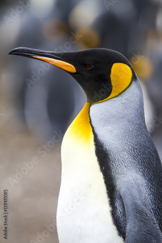 King Penguin