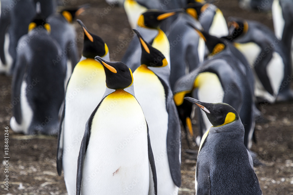 Obraz premium King Penguin