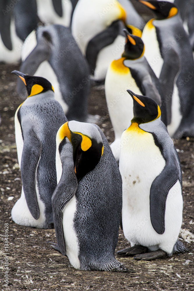 Obraz premium King Penguin