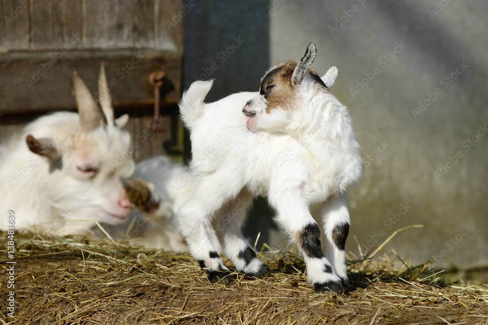 white goat kid standing on straw in front of shed