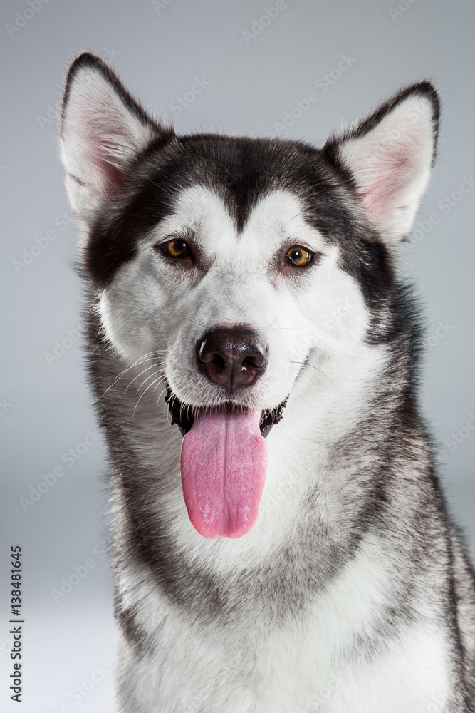 Portrait of siberian husky on gray background Portrait of siberian husky on gray background