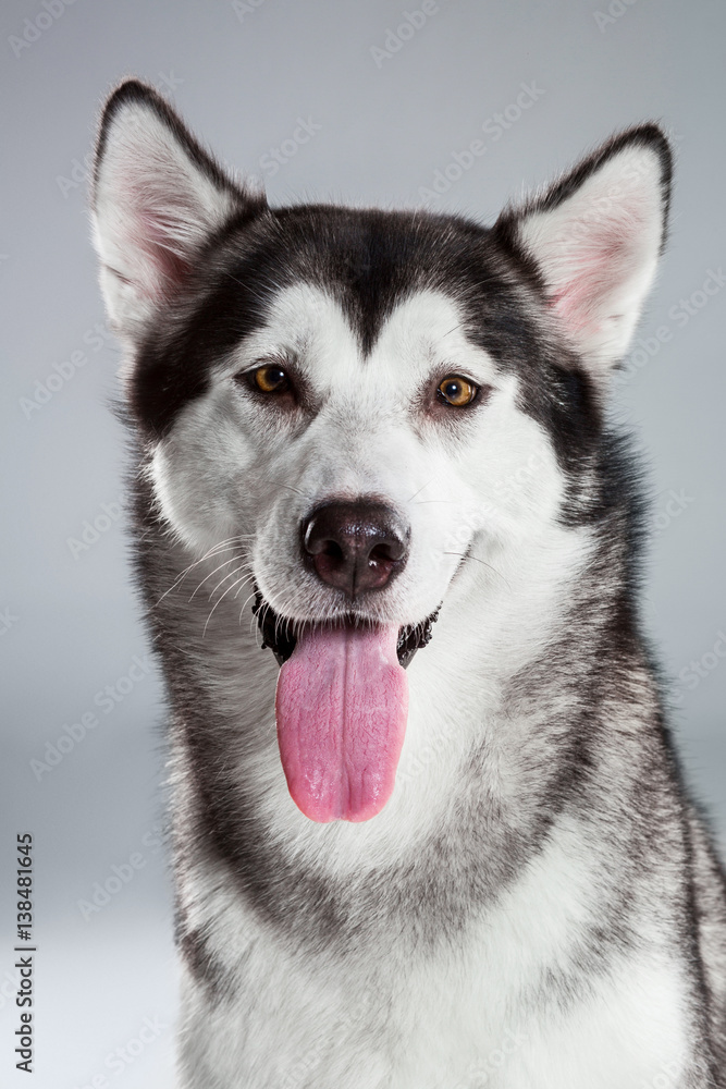 Portrait of siberian husky on gray background