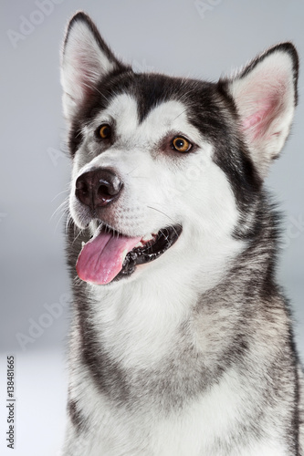 Portrait of siberian husky on gray background