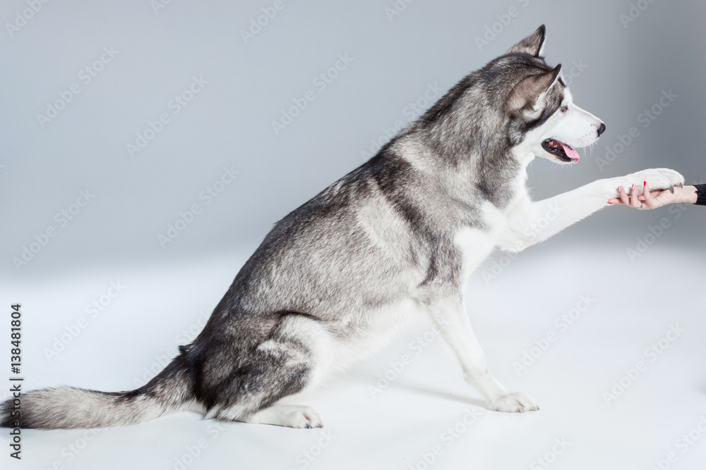 Fototapeta premium Alaskan Malamute sitting on the floor, giving paw, on gray background