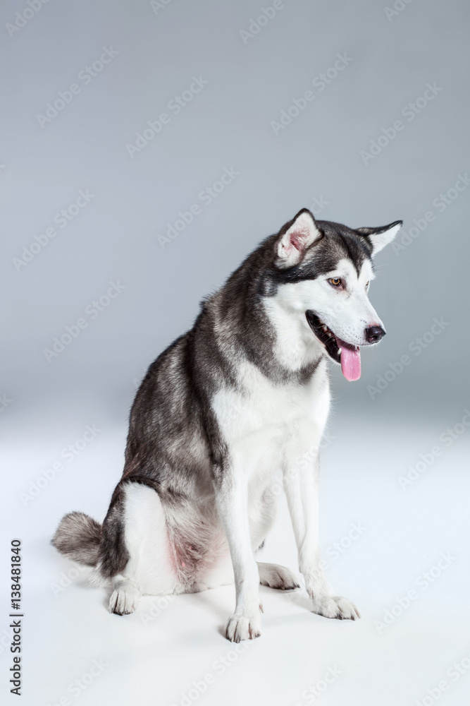 Alaskan Malamute sitting on the floor, sticking the tongue out, on gray background